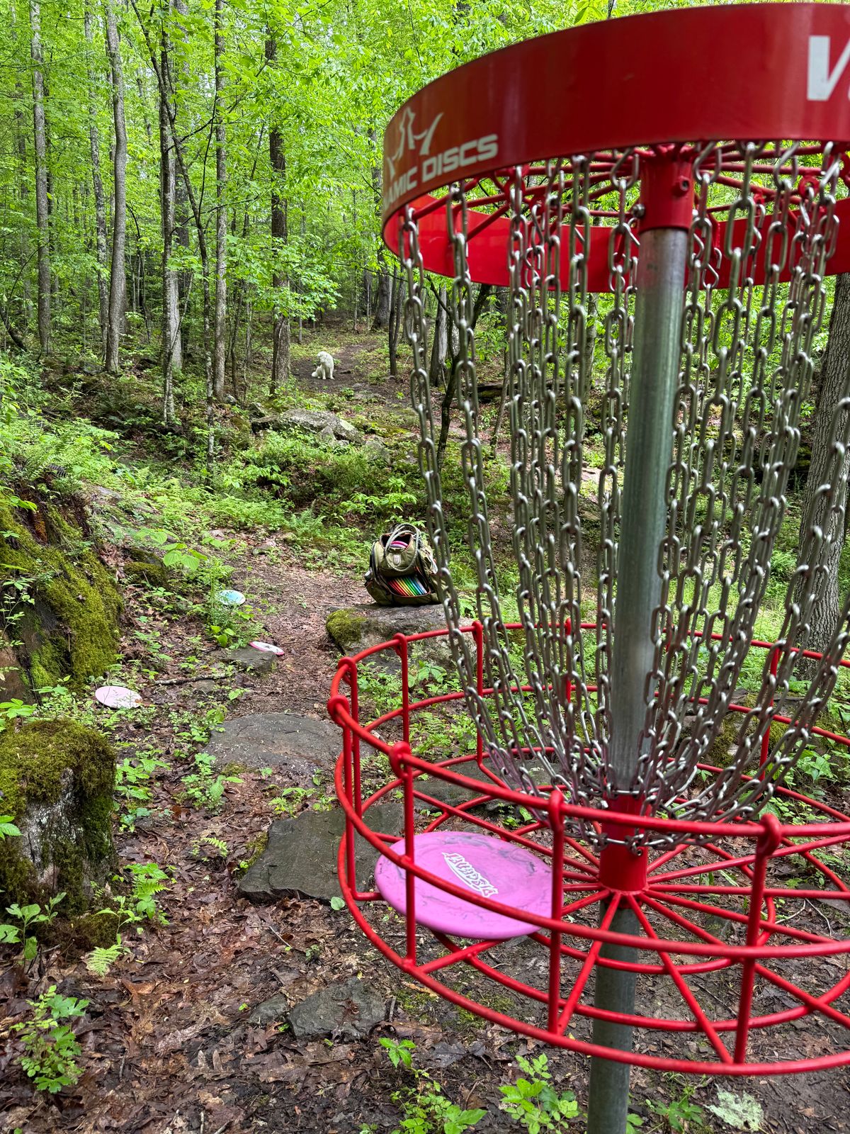 Looking back from the basket on Hole 17