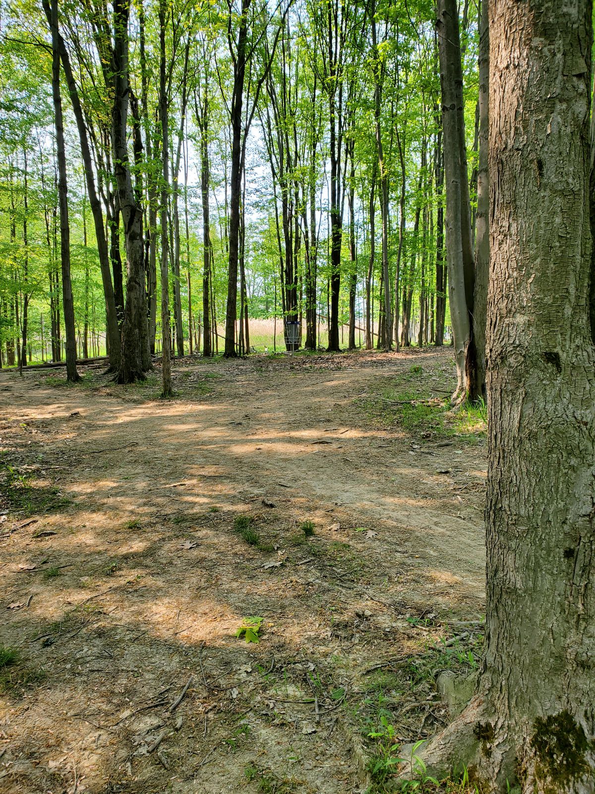 Fairway to basket.