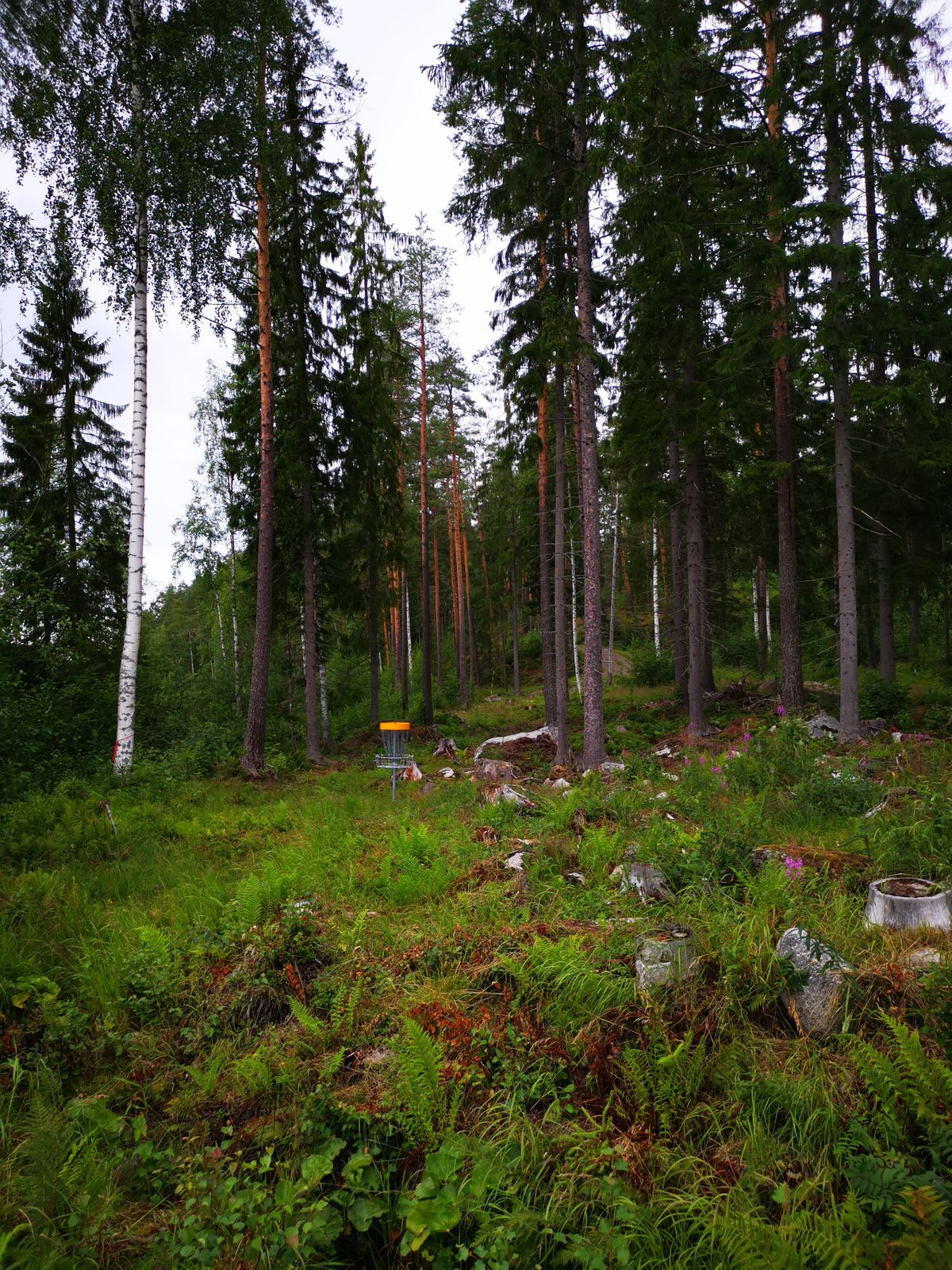 Väylä #6 korin takaa kuvattuna