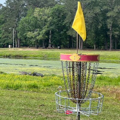 Alligator on hole two!