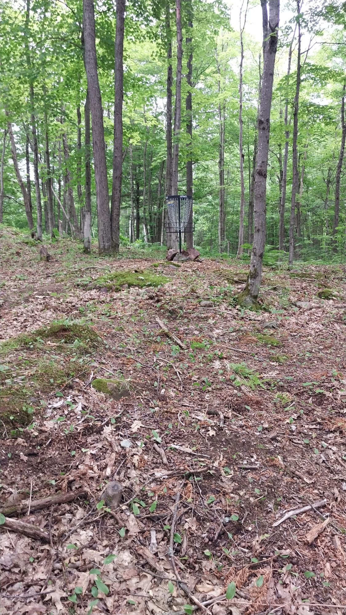 Hole 4 short