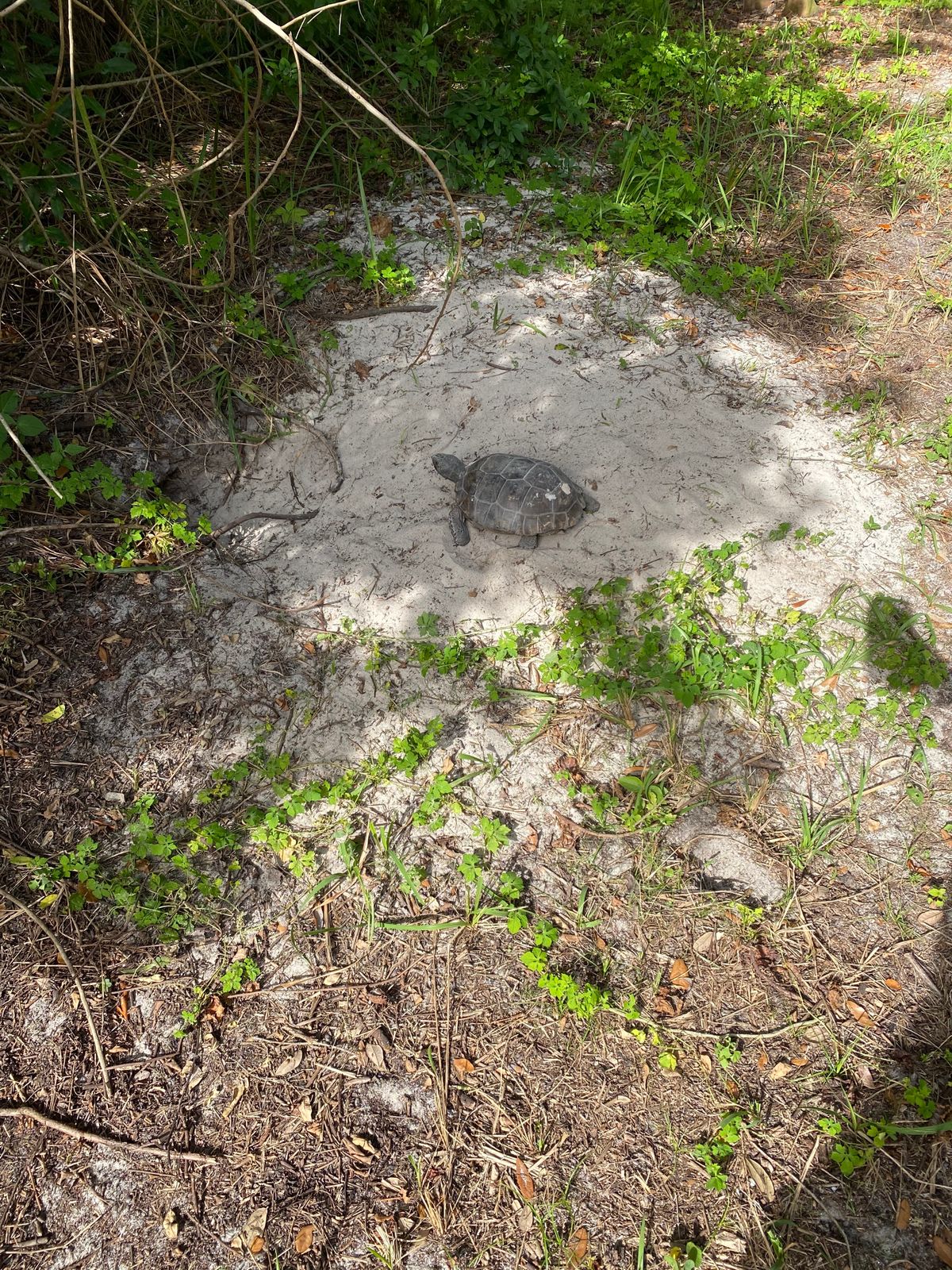 Lots of tortoises.