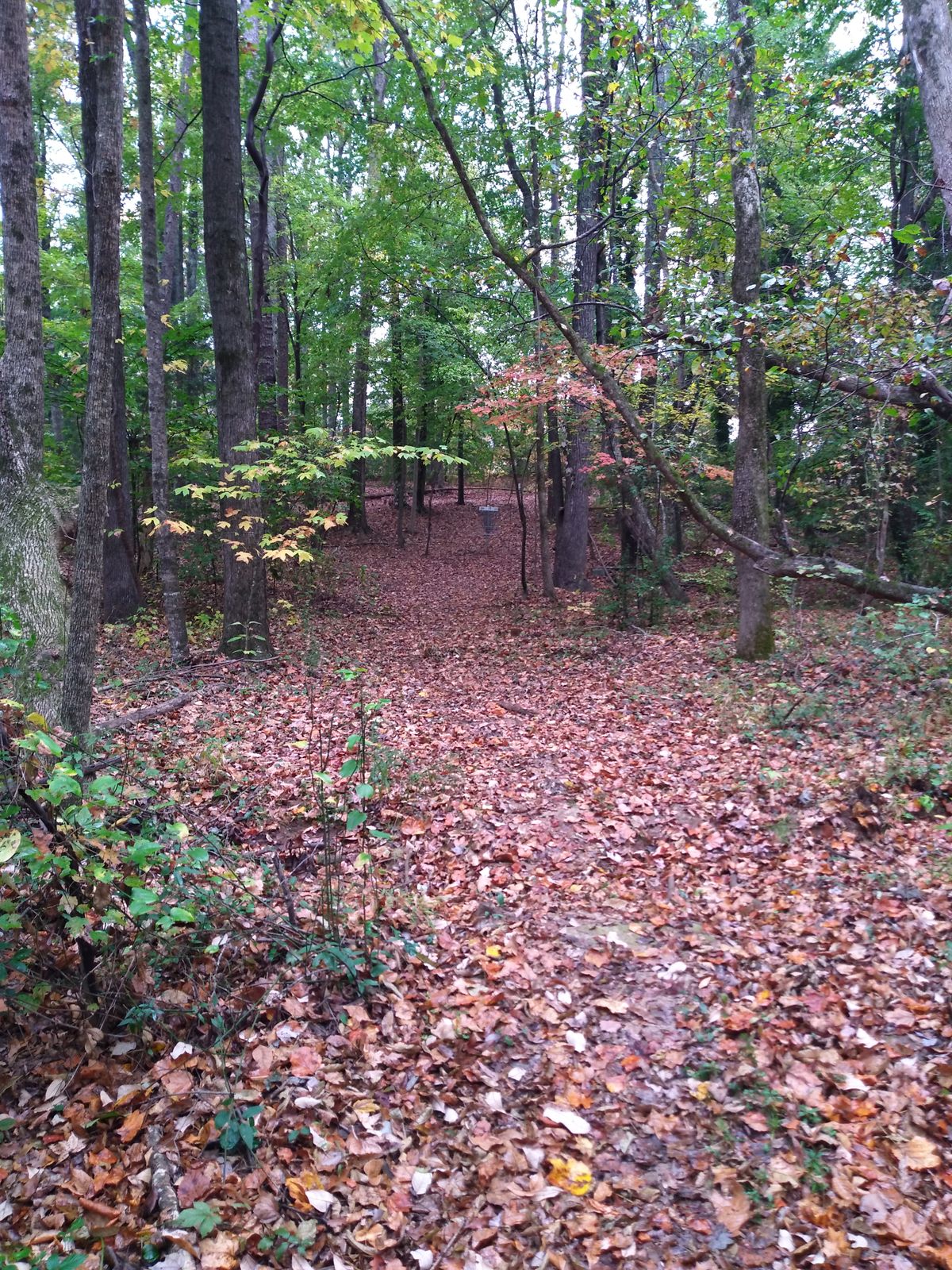 approaching basket 17