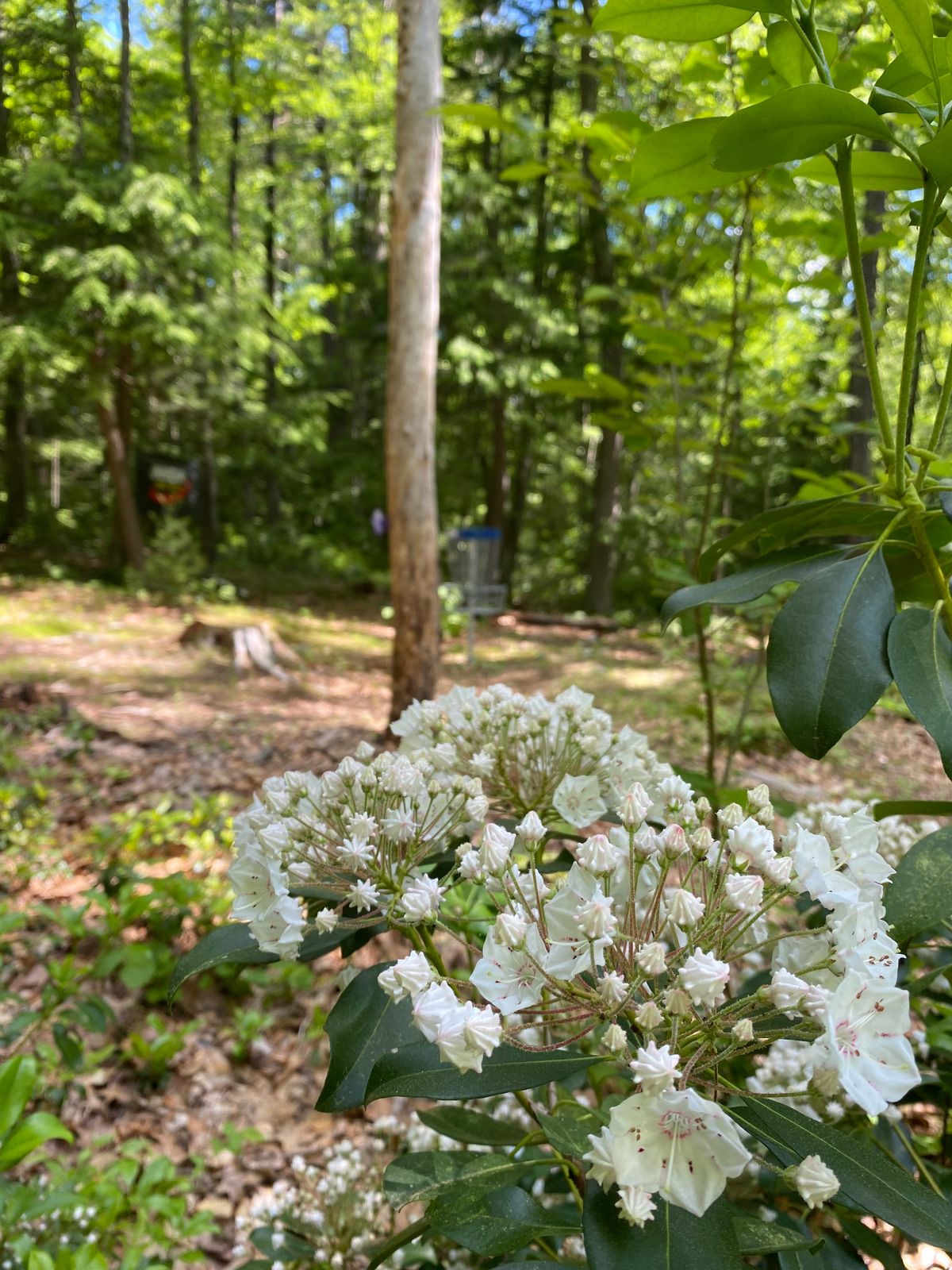 Mountain laurel on hole 10