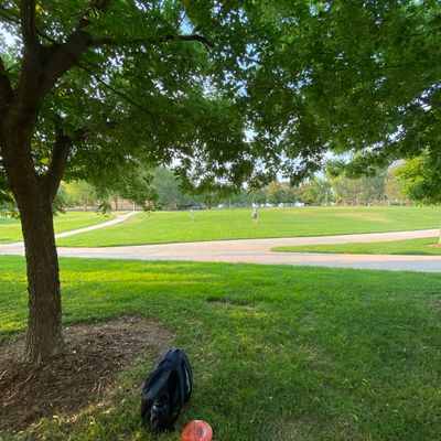 Great trees for shade also means great obstructions.