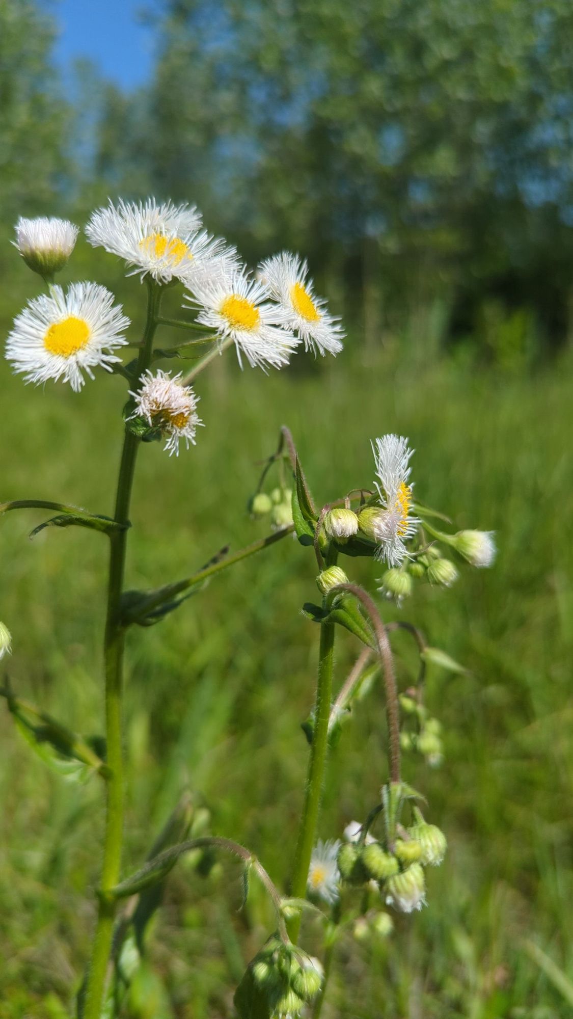 Early summer fleabanes on the course.