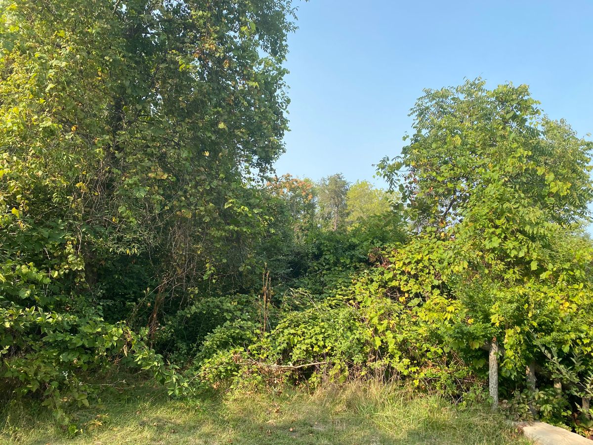 There are weeds, mud, water, a creek, bushes galore. Your disc can get lost easy.