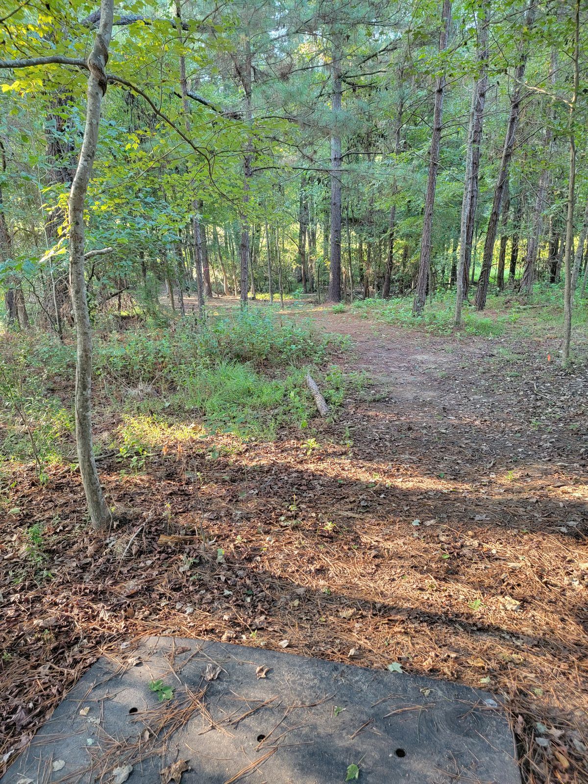hole 2...short dog leg left in the woods