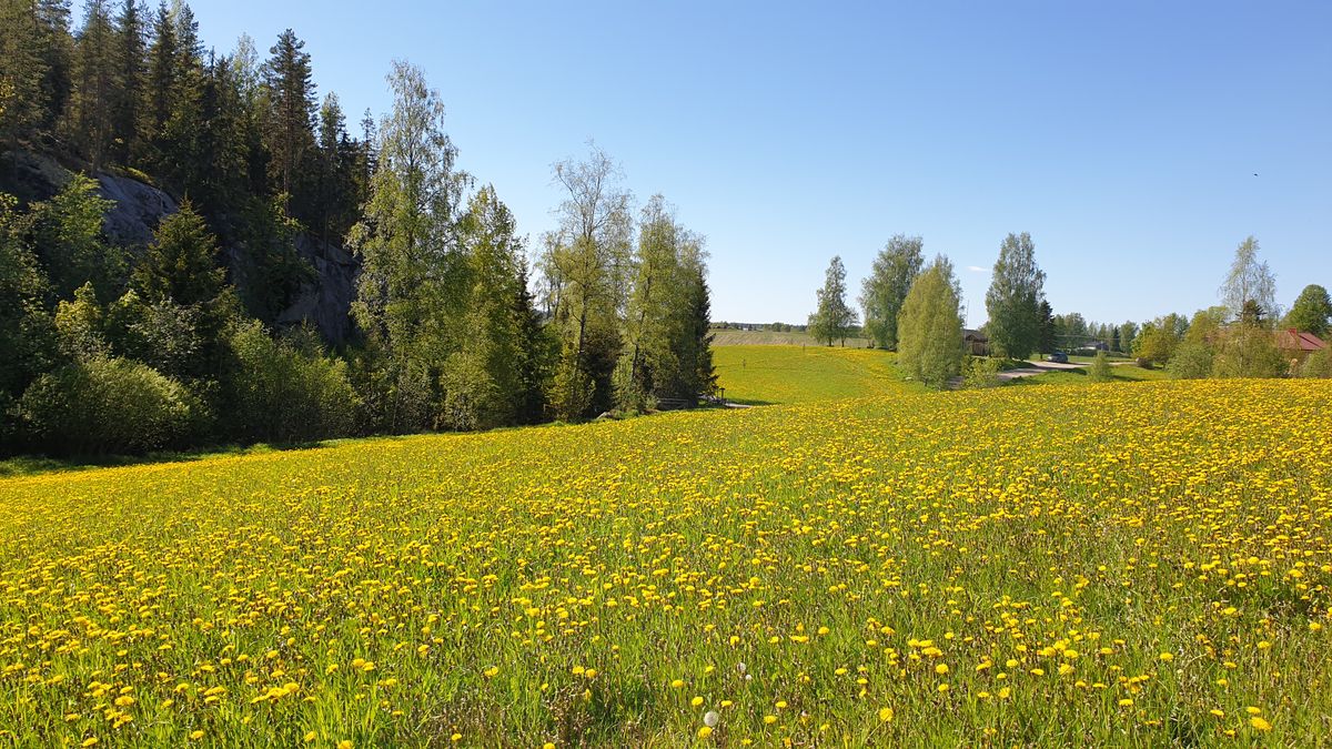 View of the field with the tracks.