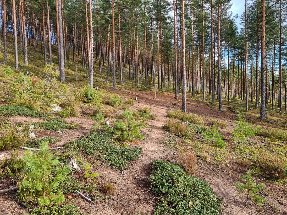 Korinäkymä
