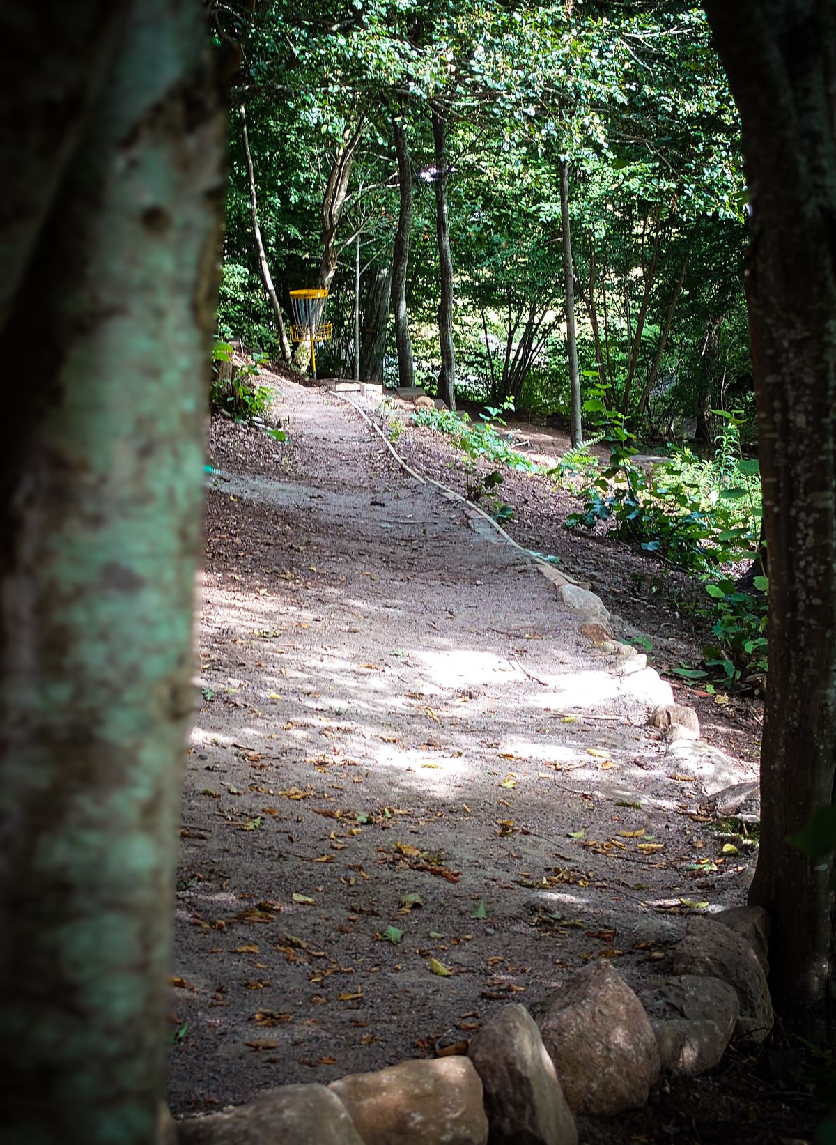 Skog 12