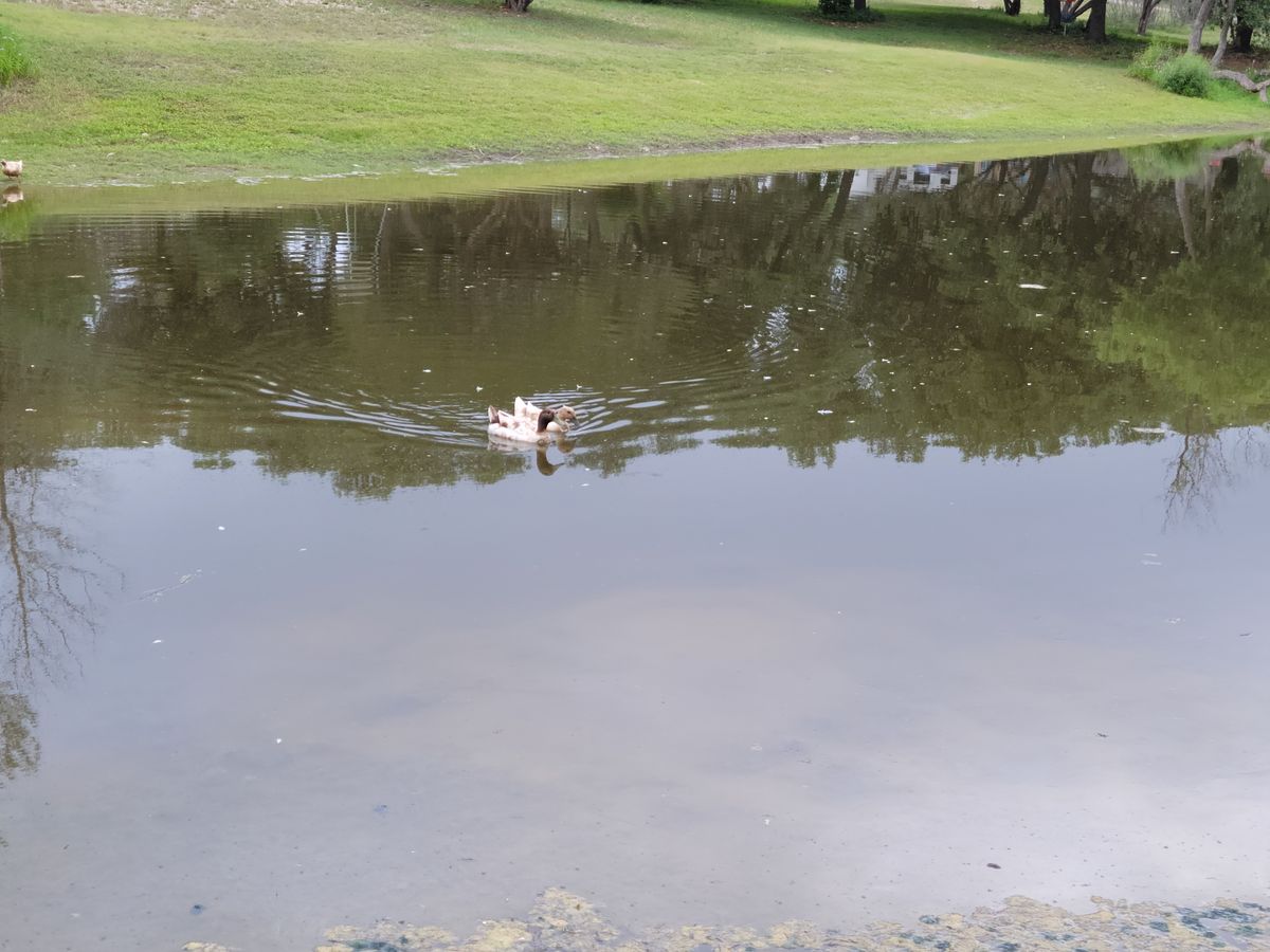 Hole 7 throws over this pond not very beginner friendly on this hole.