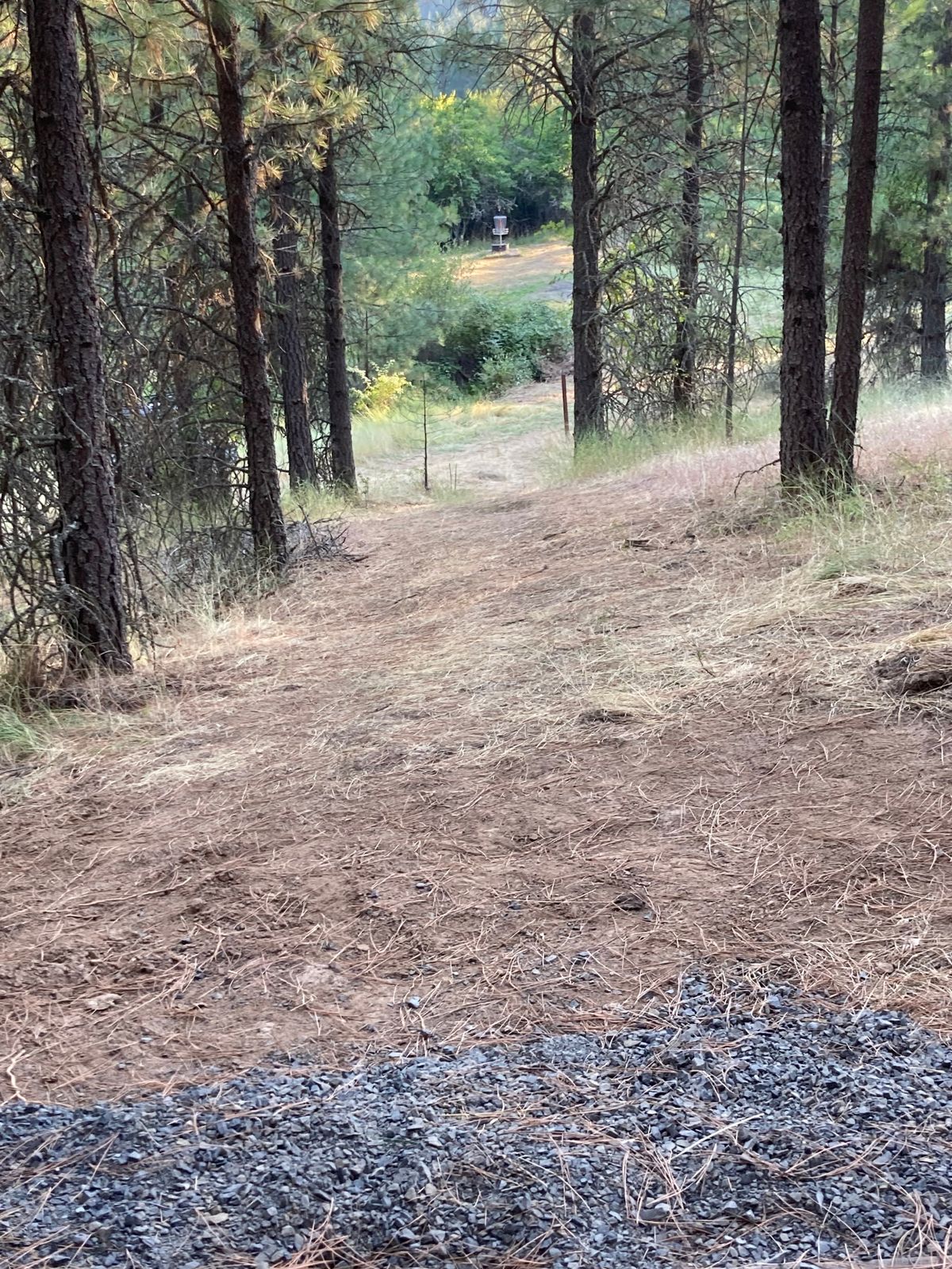 Hole 4.  Most improved!  Cleared lots of those blackberries and roses just this week.