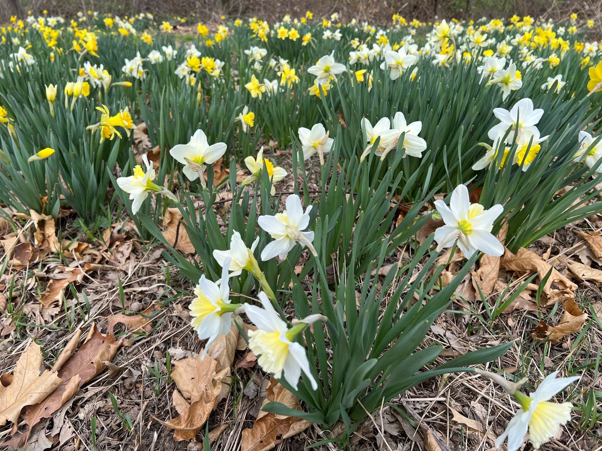 Daffodils bloomed exceptionally nice this year near the grotto.