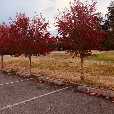 Boy I love fall golf