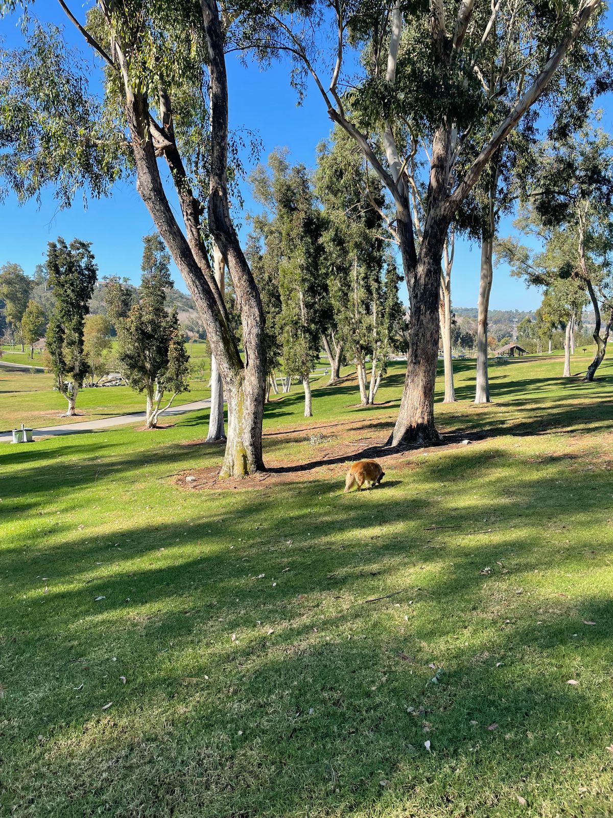 Hole 3 tee pad.  
First 2 trees is double mando. 
Tee pad is approx 35’ back from mando trees.
