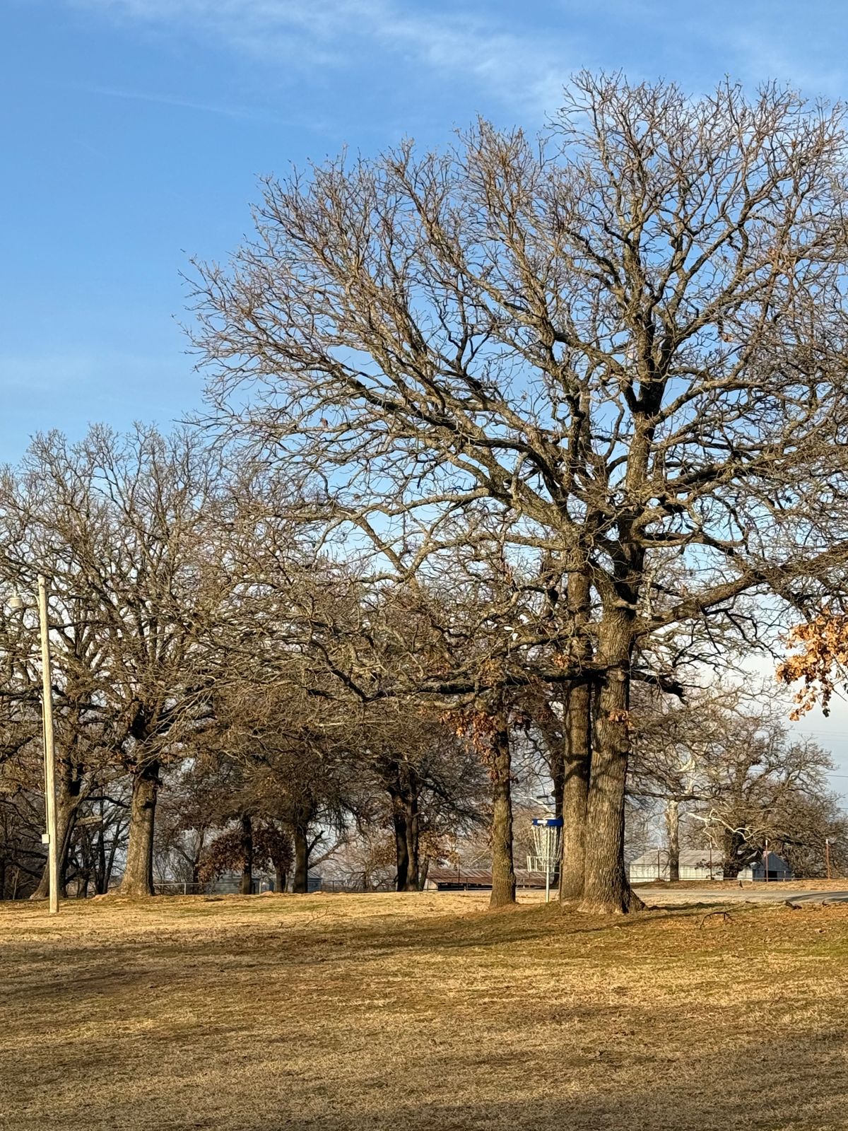 Hole 17 (Shorts) basket in between trees