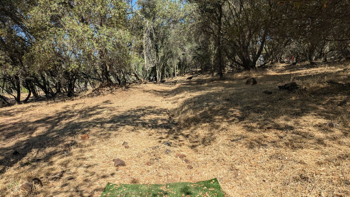 Turkeys on hole 5