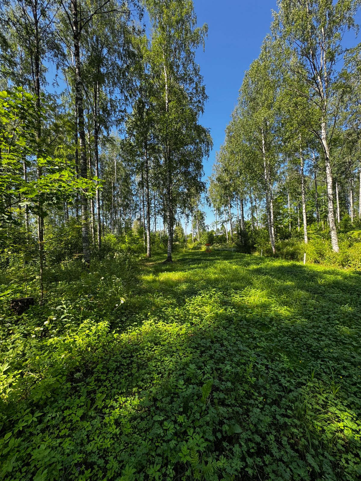Heinäkuu 2025, kasvillisuutta on.