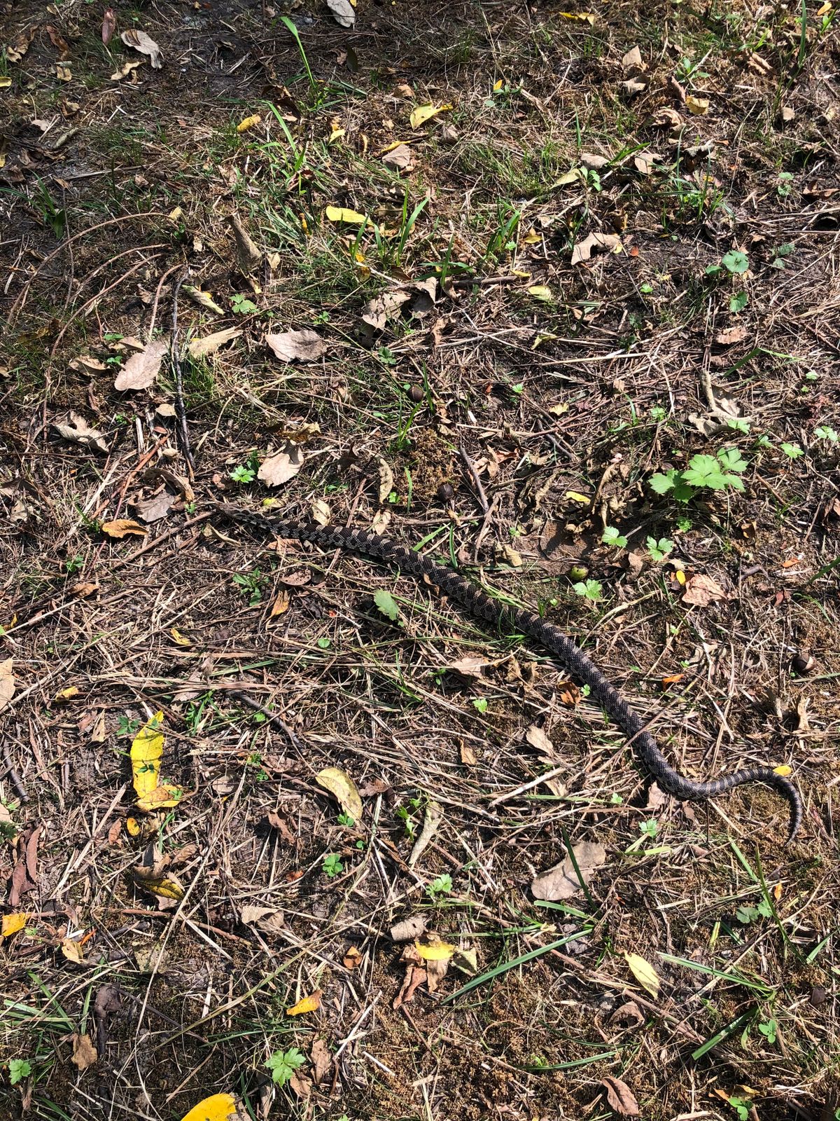 Wildlife in a conservation park. Last visit someone had killed one by a basket.