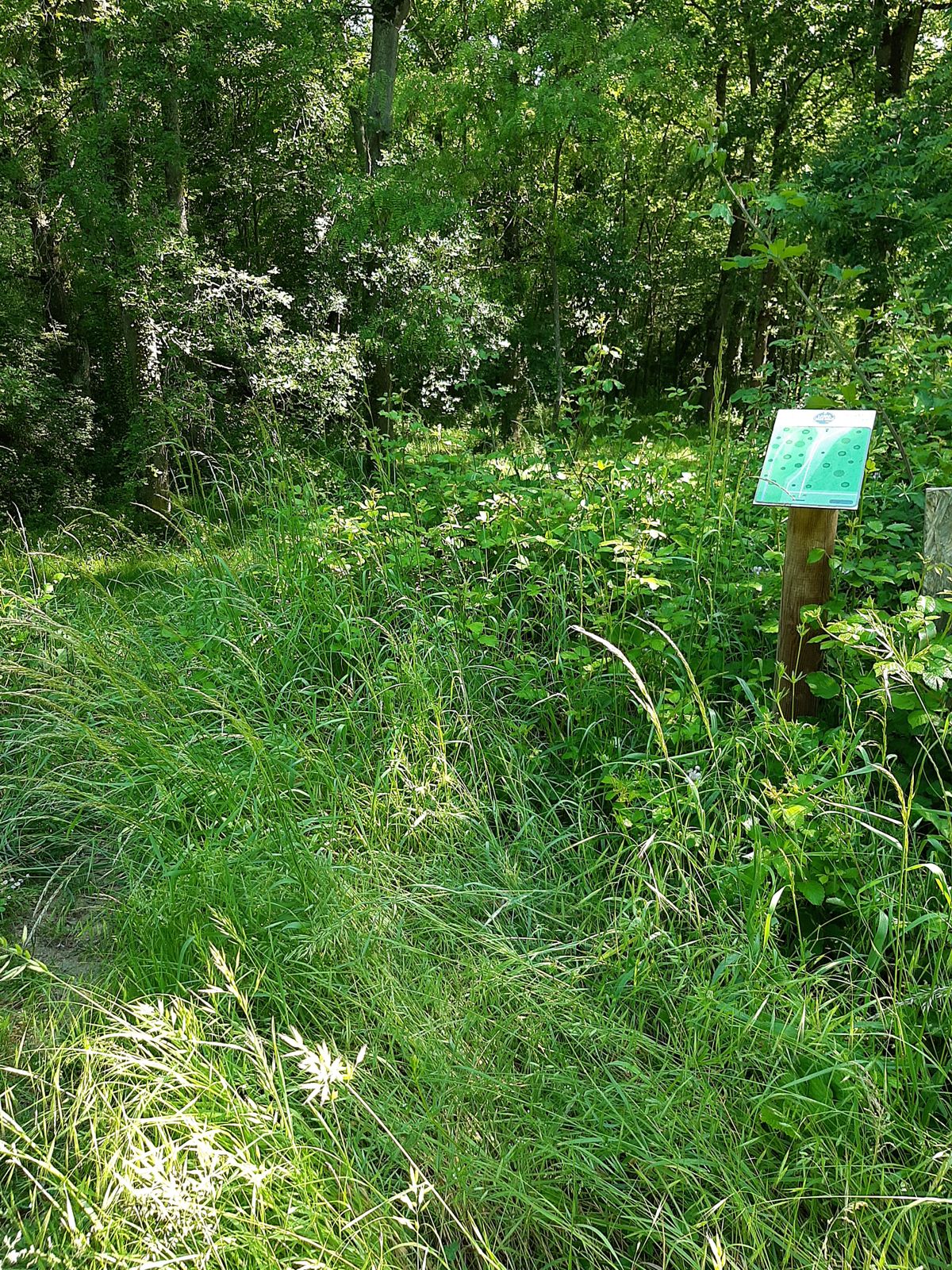 Débroussaillage auprès des tees de départ serait fortement conseillé