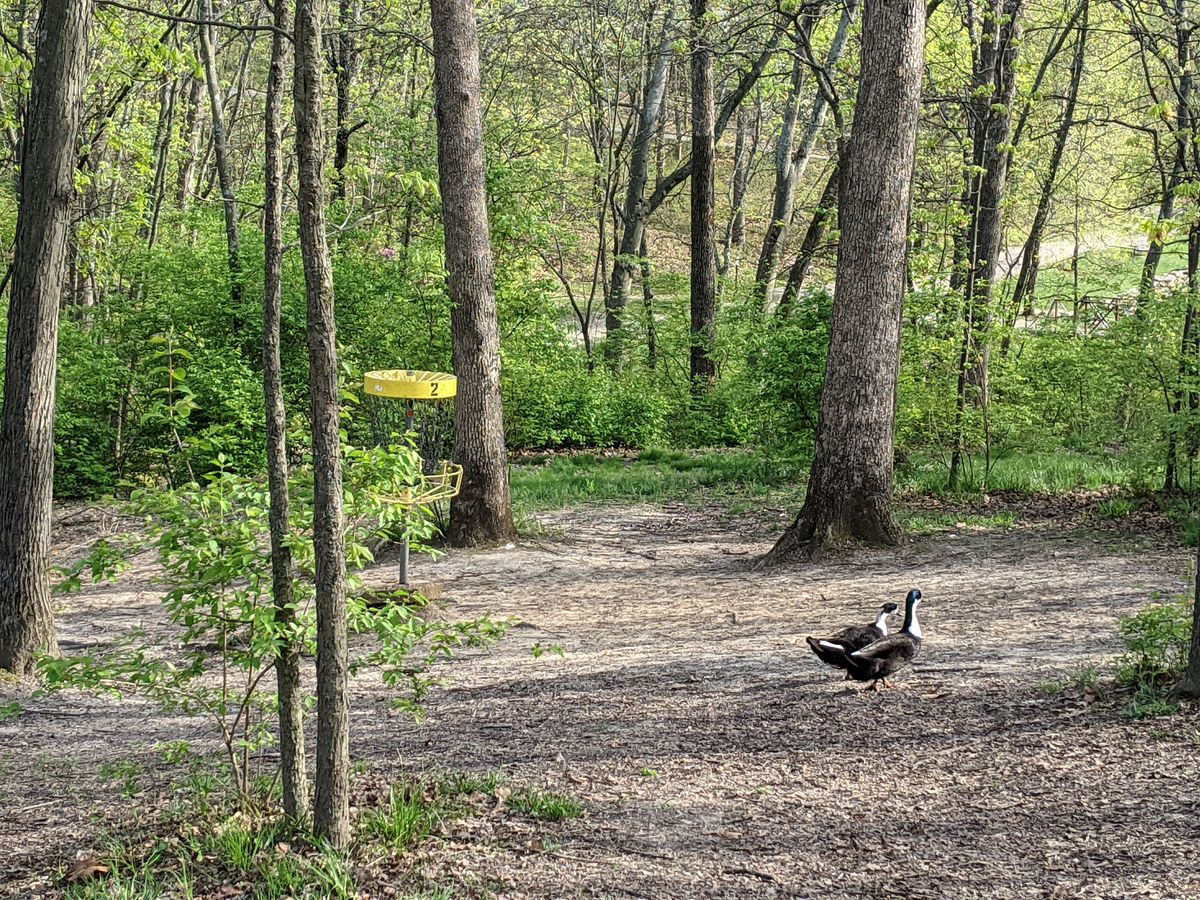 Beware of ducks on the fairway!