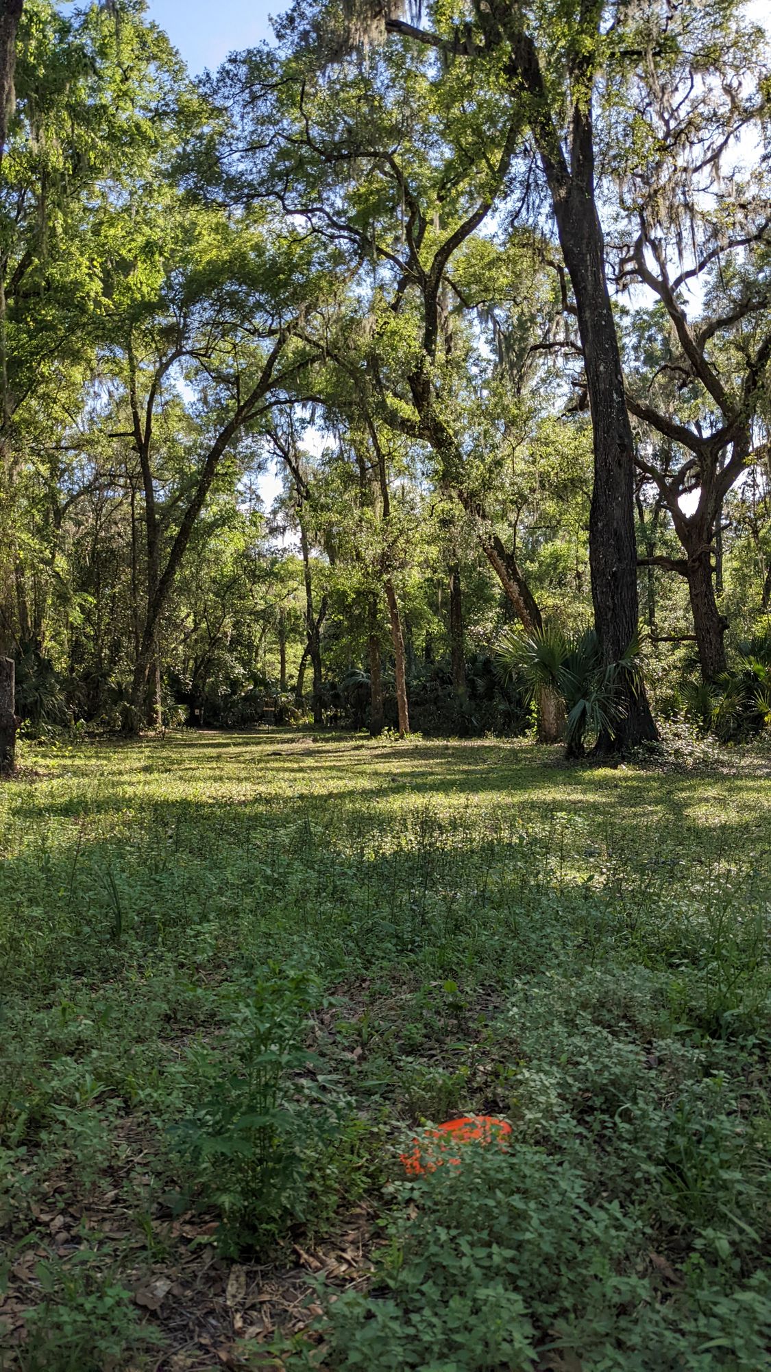 Lush undergrowth. Not as many mosquitoes as there could have been.