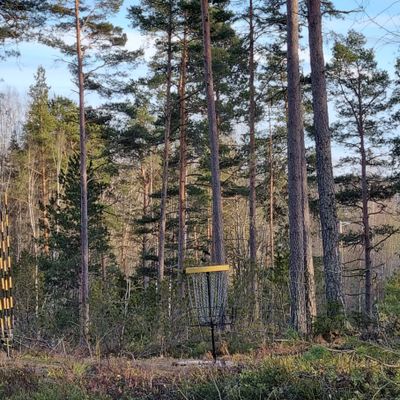 12 väylän kori