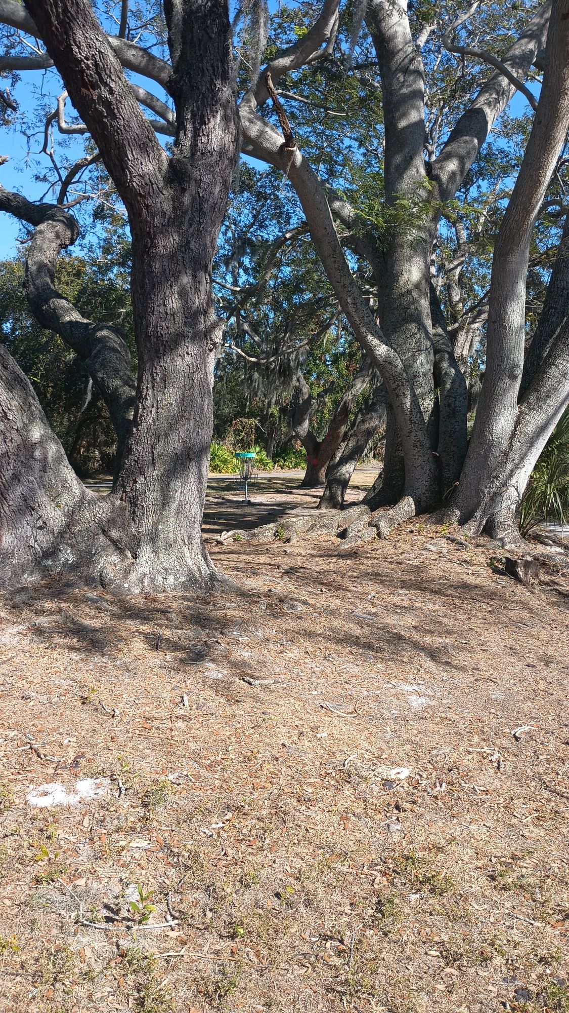 Beautiful Guardian Oaks.