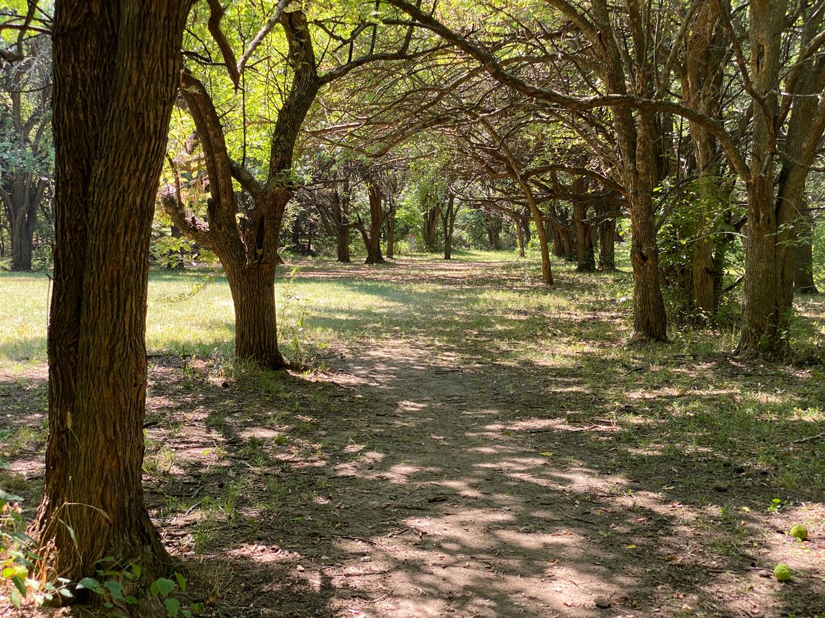 Nice little tree tunnels to walk through. Not so nice for stopping your discs.