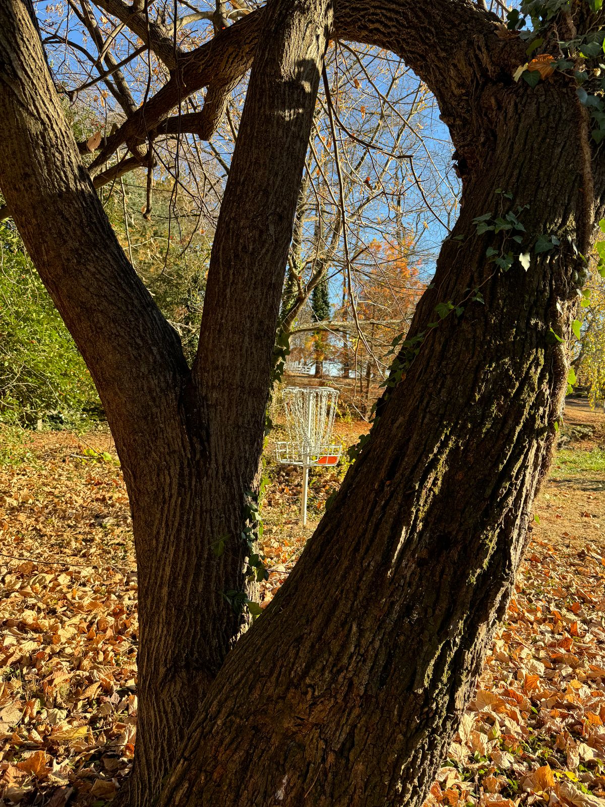 Hole 9 basket through tree