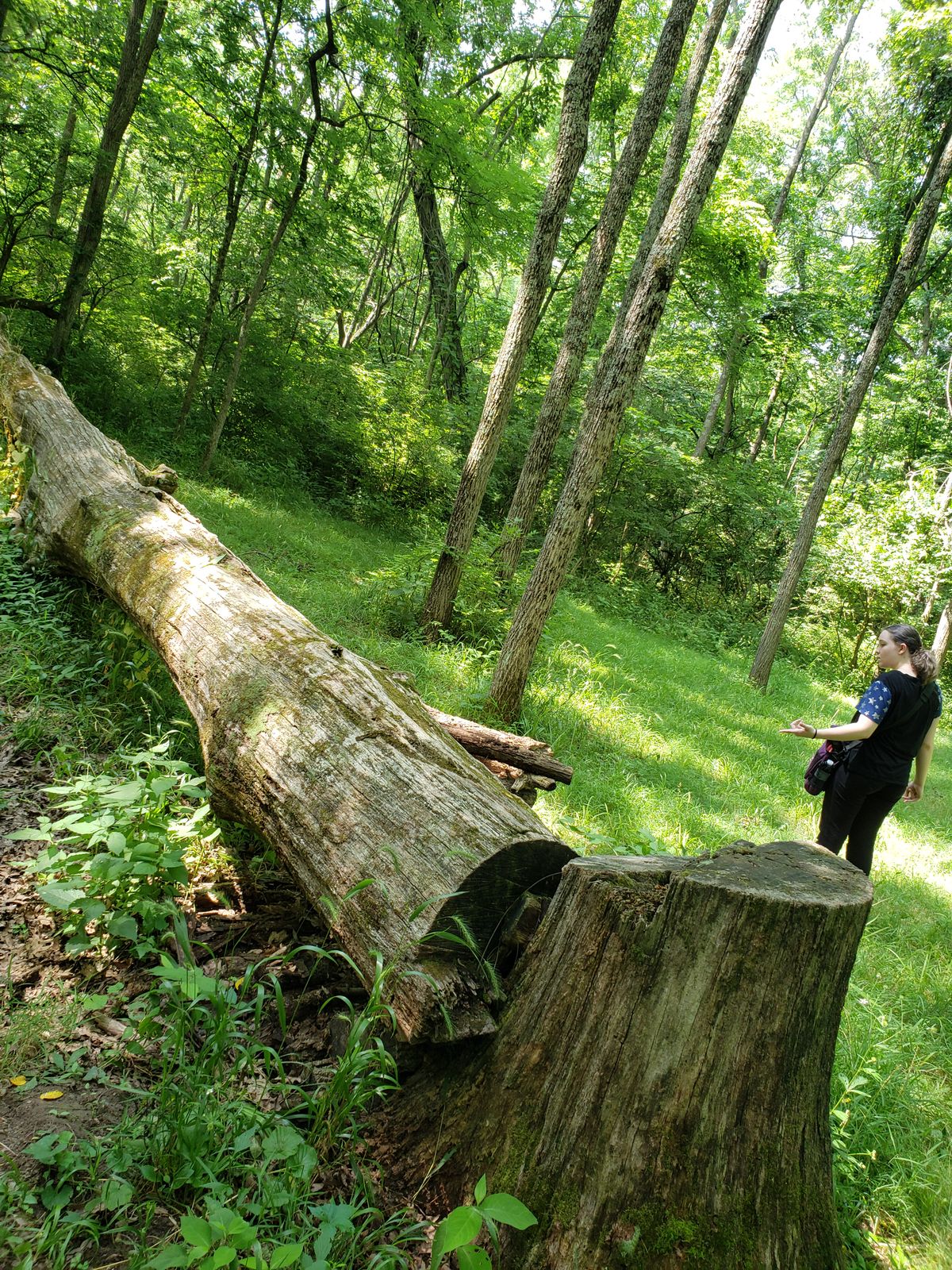 Obstacle fallen tree with stacked logs behind it