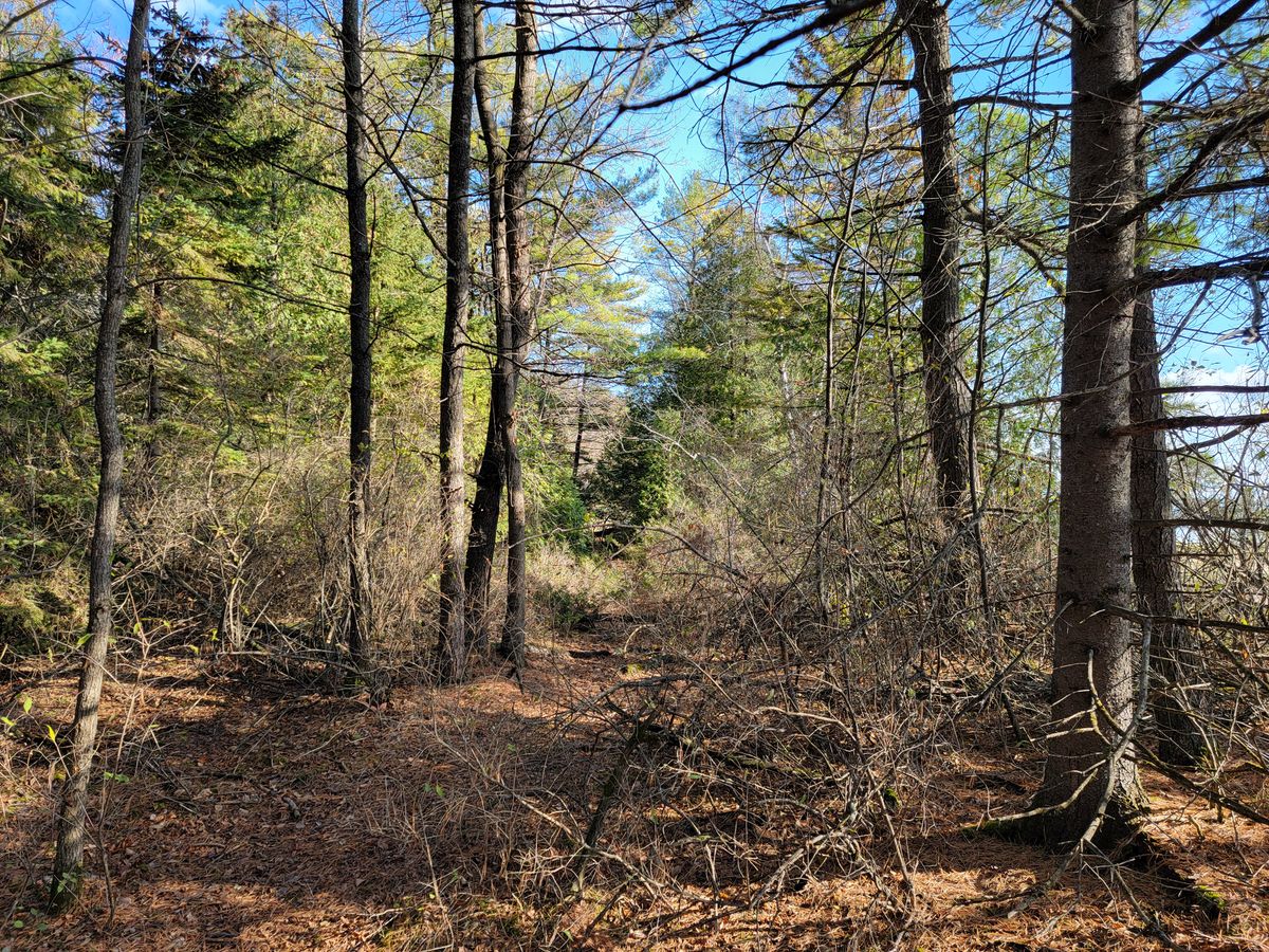 Hole 1 long tee - before photo