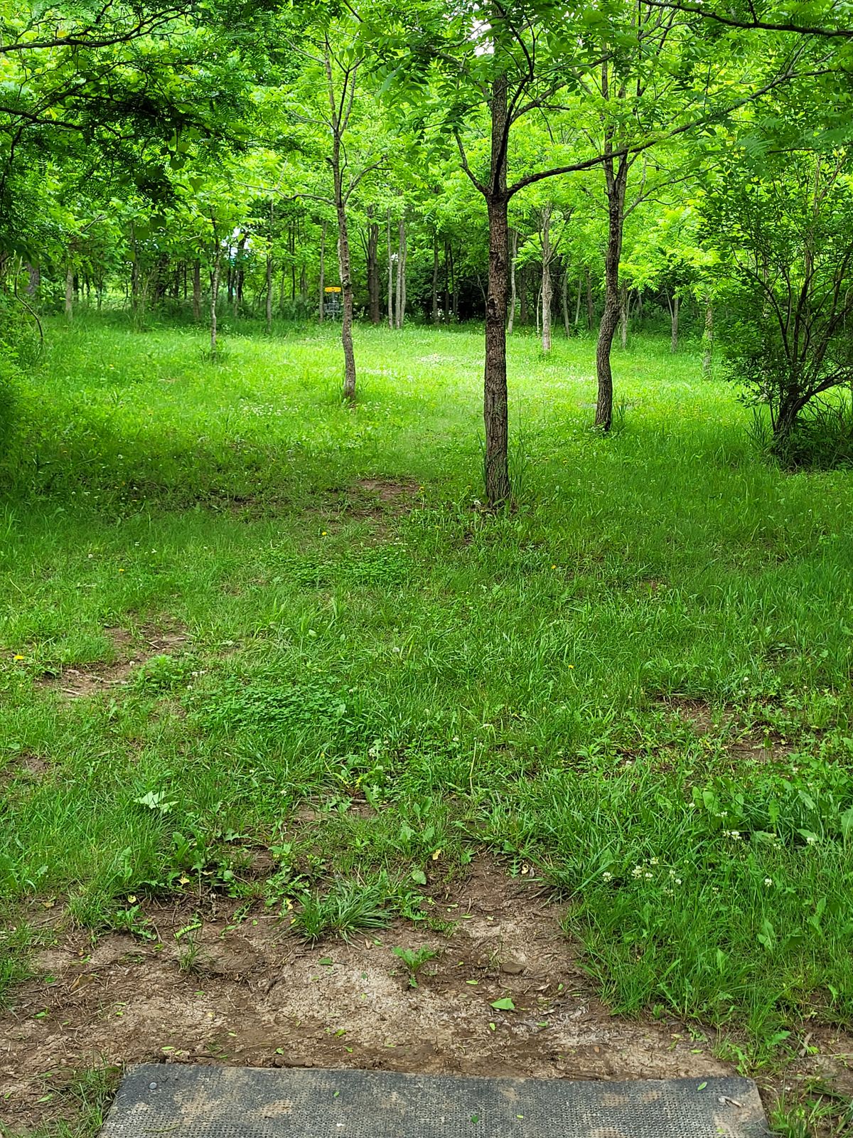 Hole 15 tee