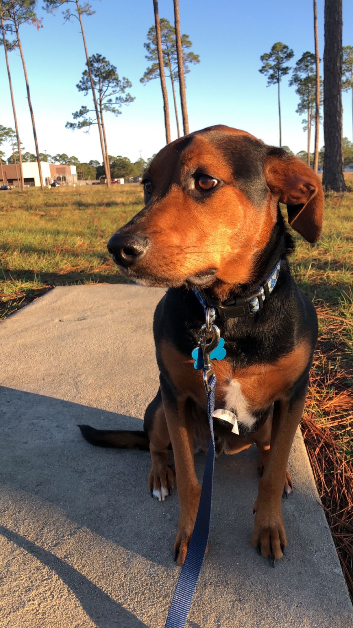 Brody enjoying the sun!