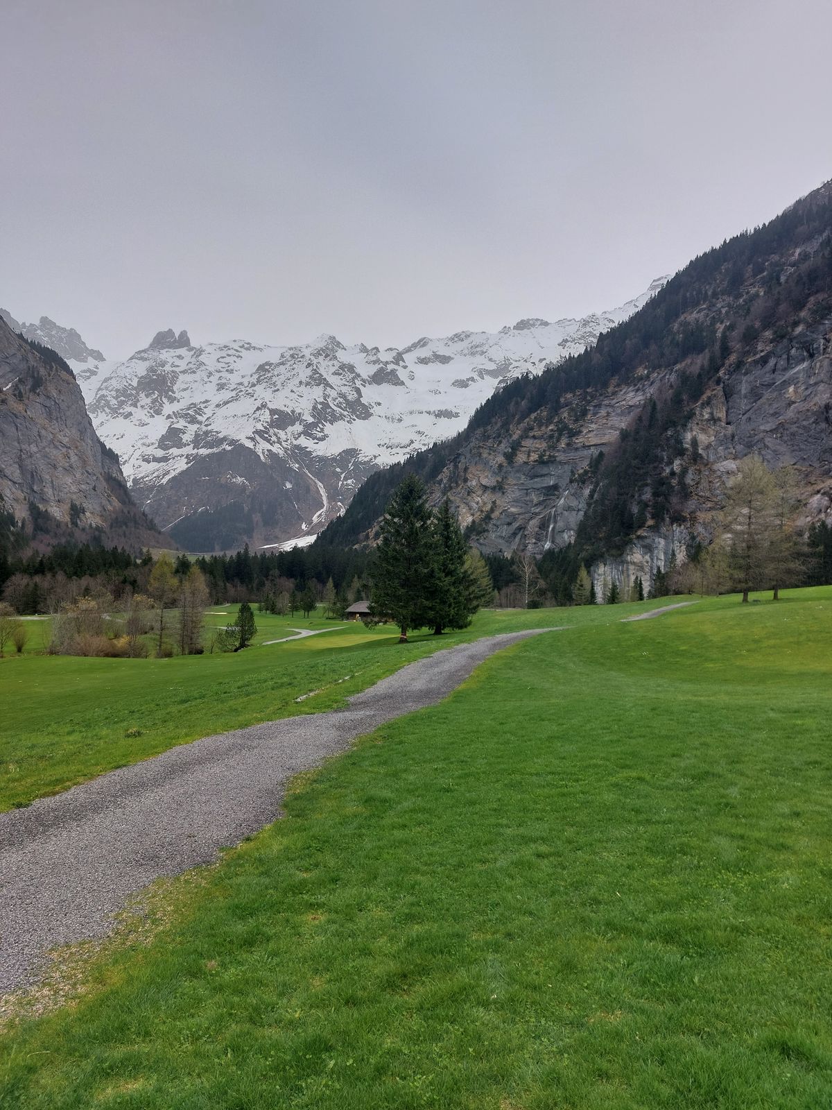 Fairway and Mando Tree 4