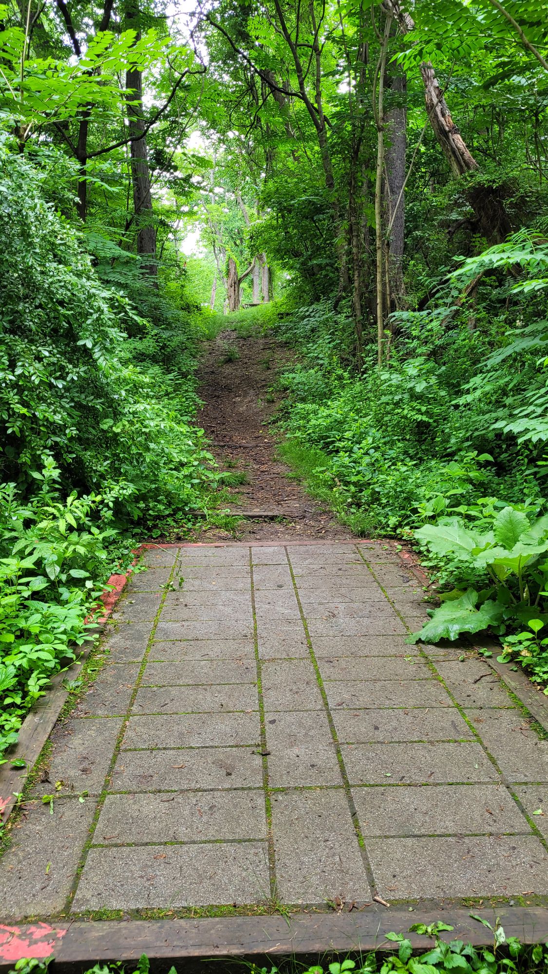 Hole 5 Red Tee. You have 2 basket options,  pick your poison. This all up hill throw can be equally rewarding as punishing.