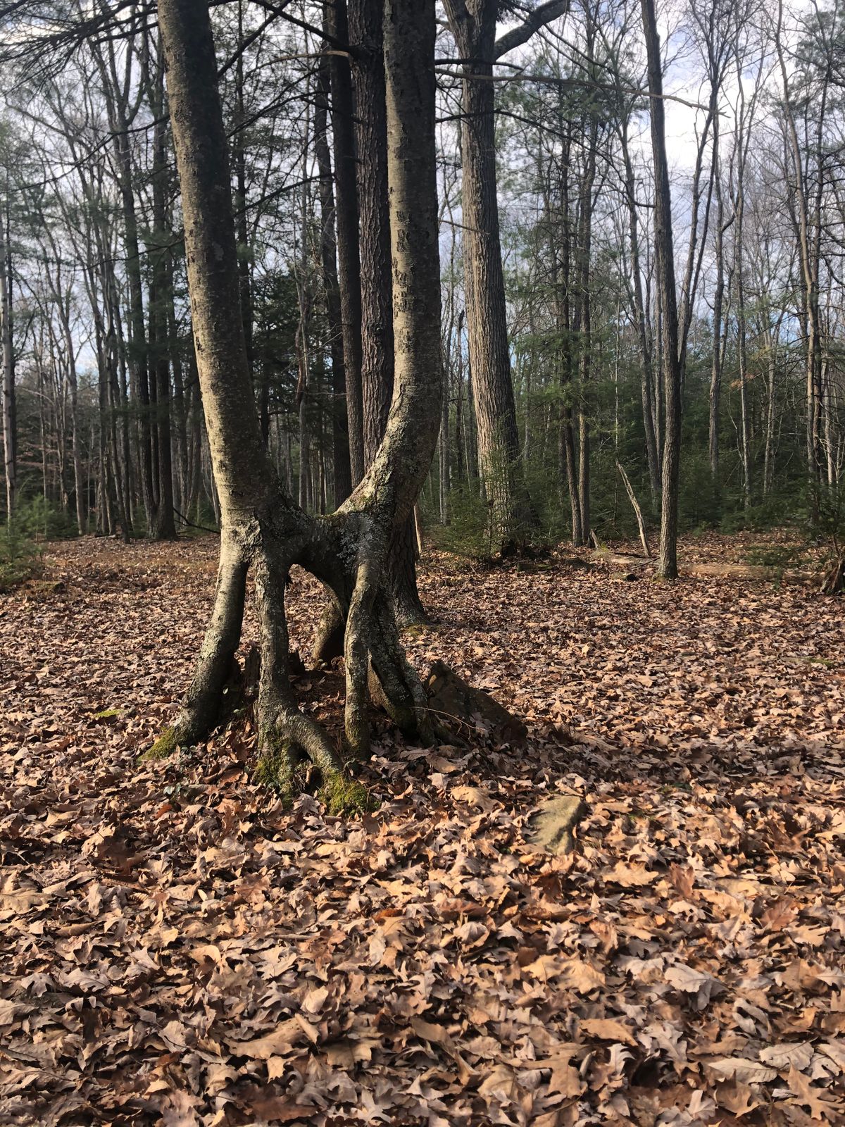 Cool tree