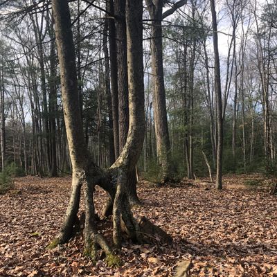 Cool tree