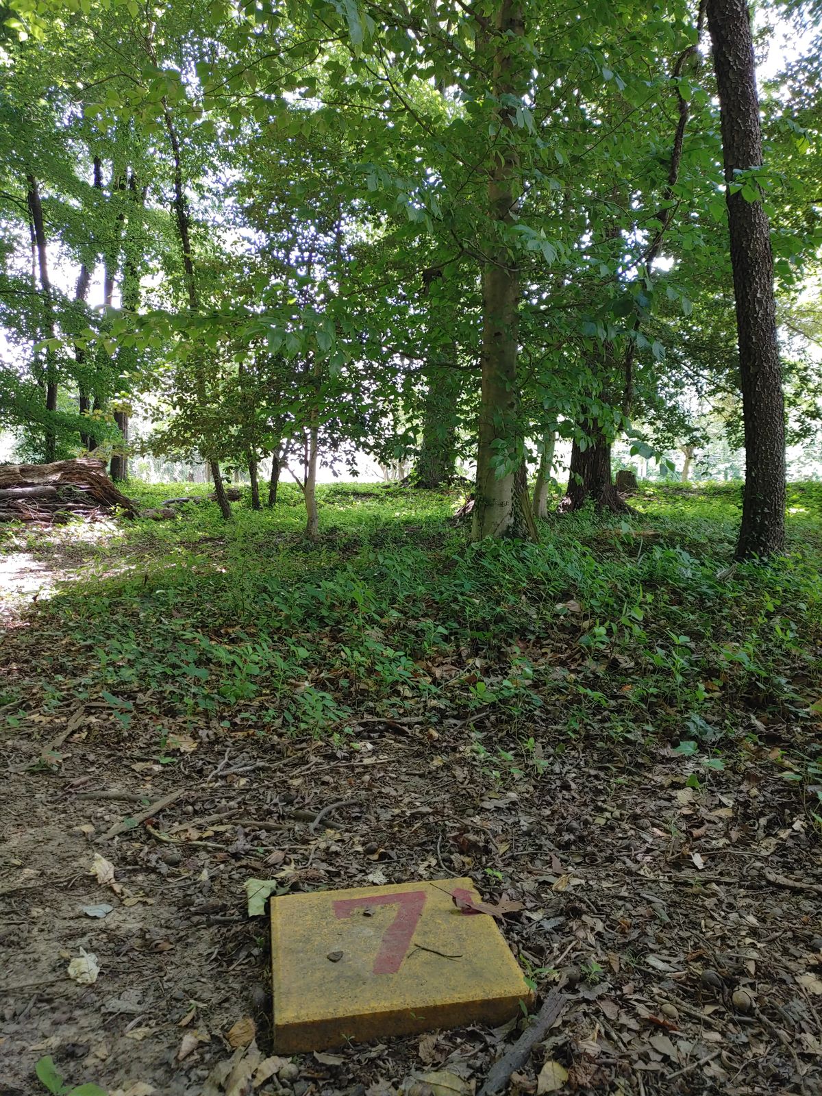 Seventh tee