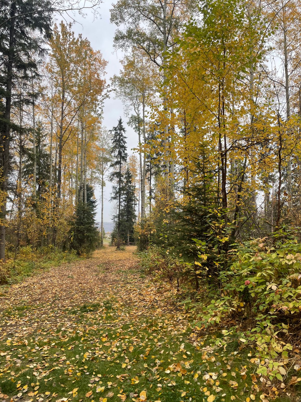 the chute from 14 short tee. nice tree right in the middle.