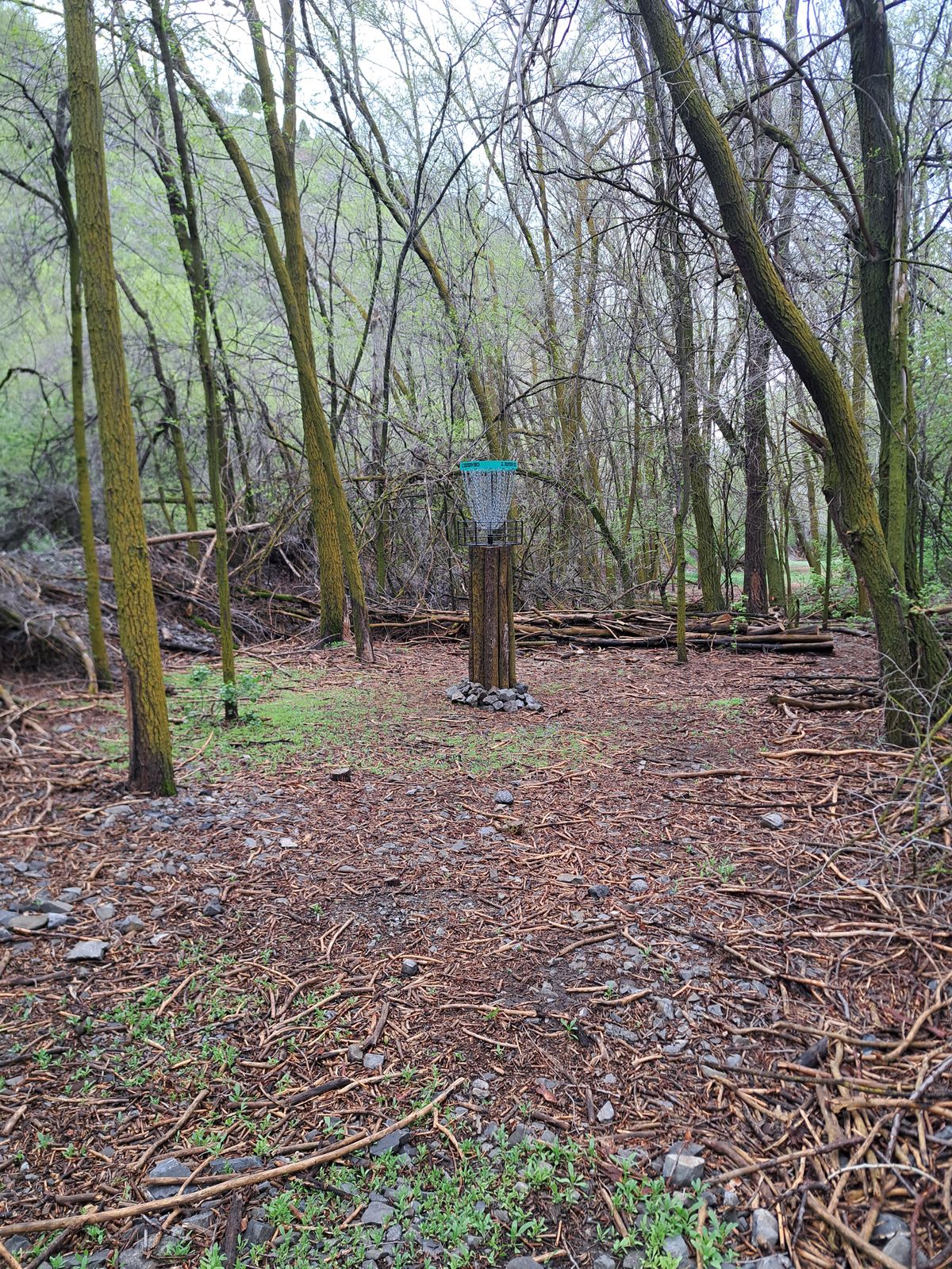 15 basket area