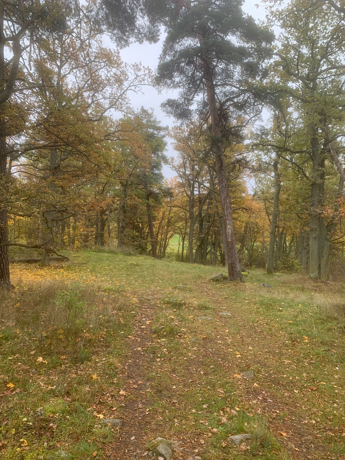 Fairway 9