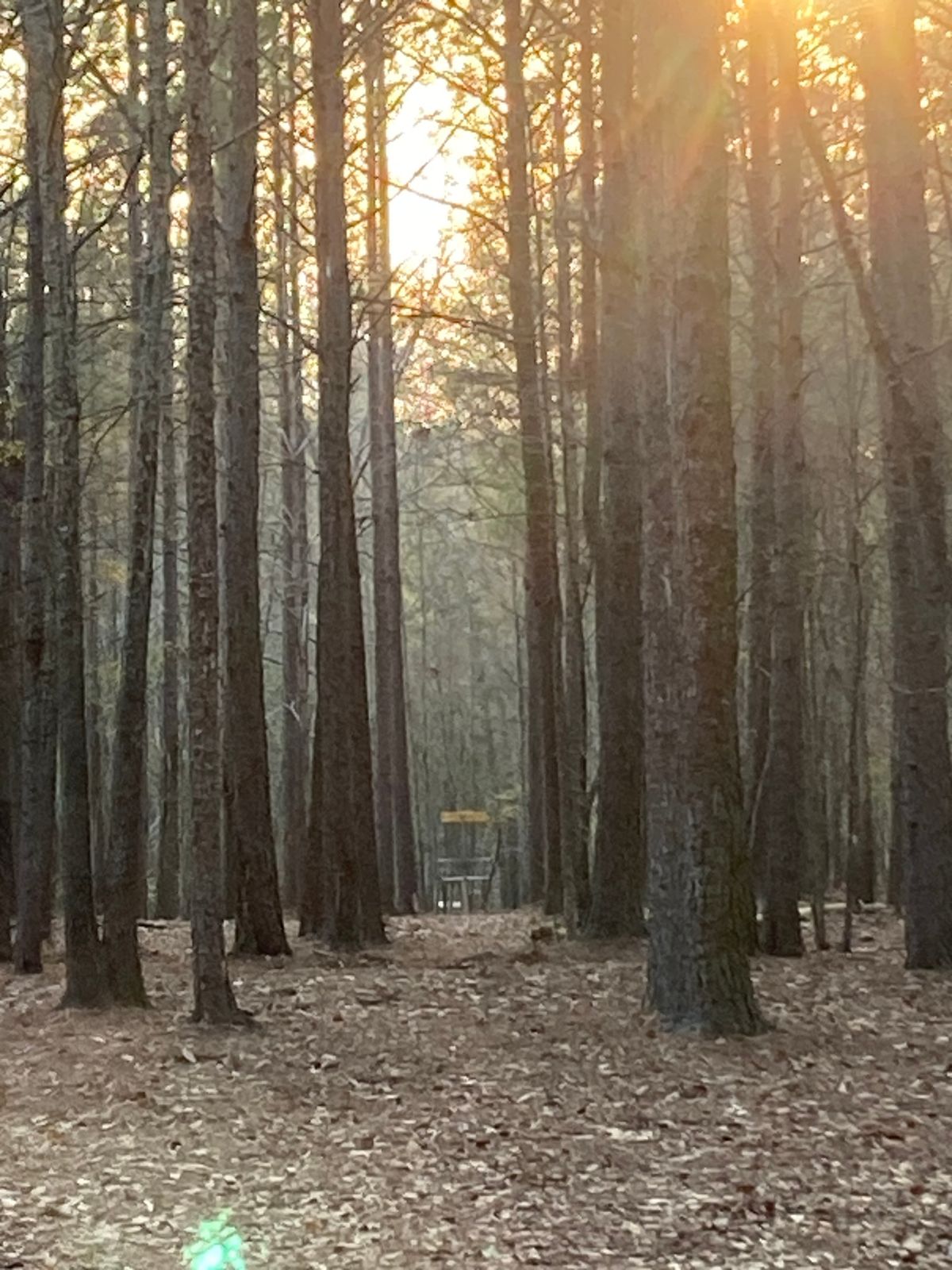 Locomotive, somewhere on back nine looking from tee. Basket is in center.