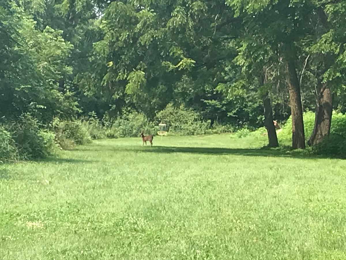 Deer on the fairway of hole 15
