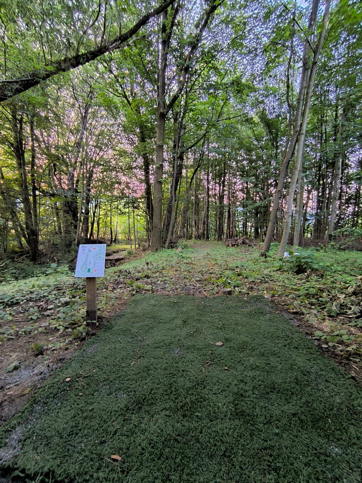#6 tee