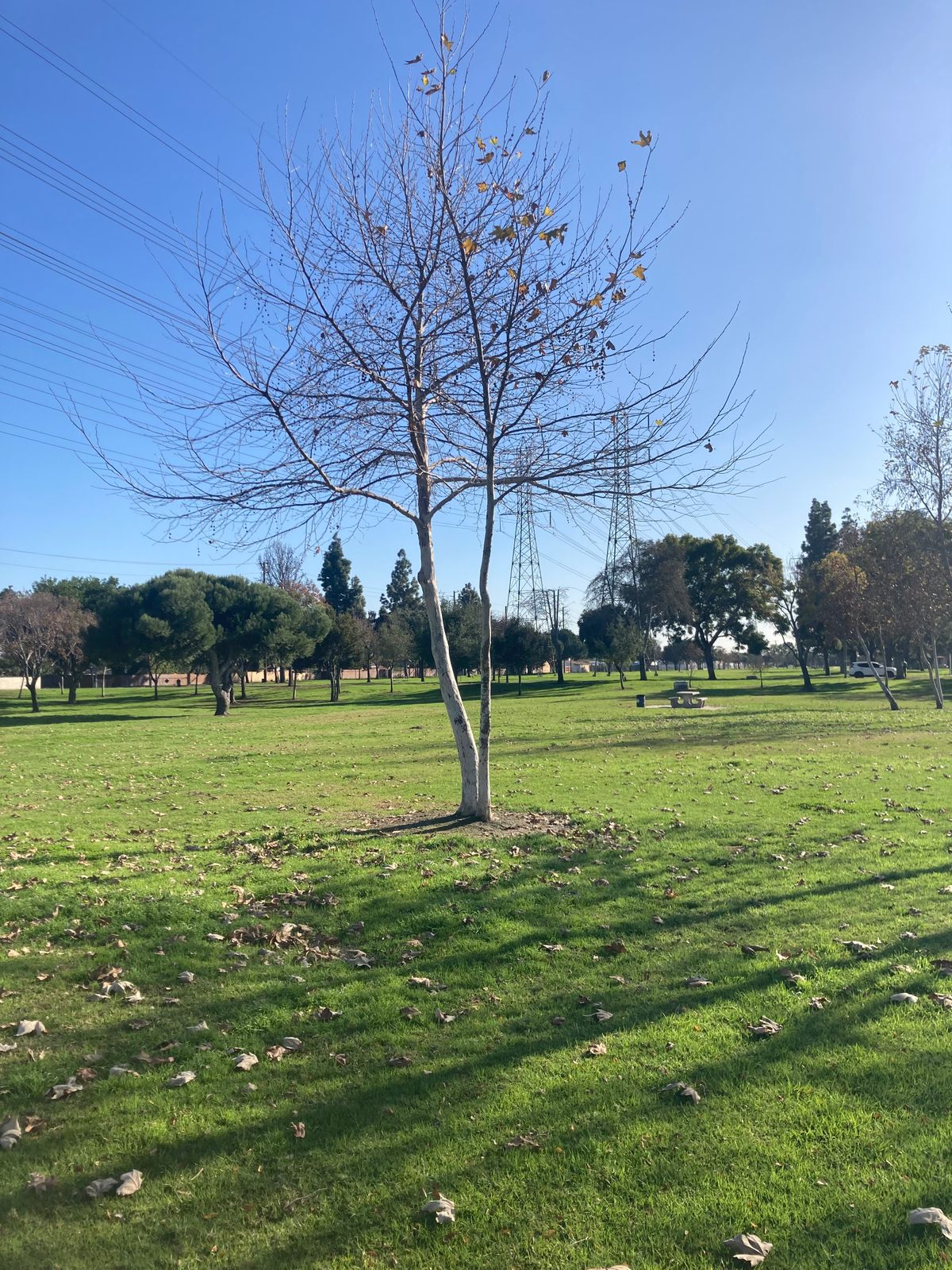 Hole 5 tree