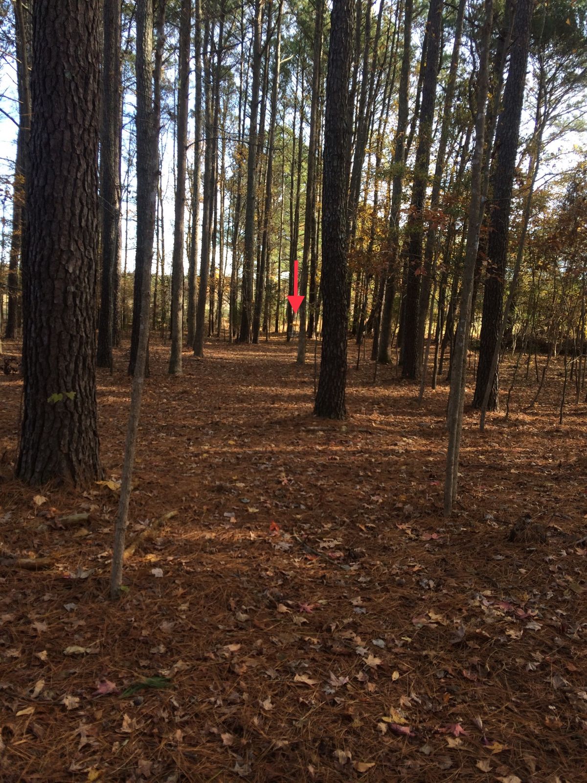 Hole #3 Approach
