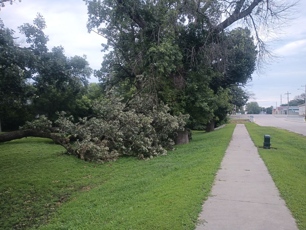 Hole eight from the tee. Basket is behind the downed tree on the left.