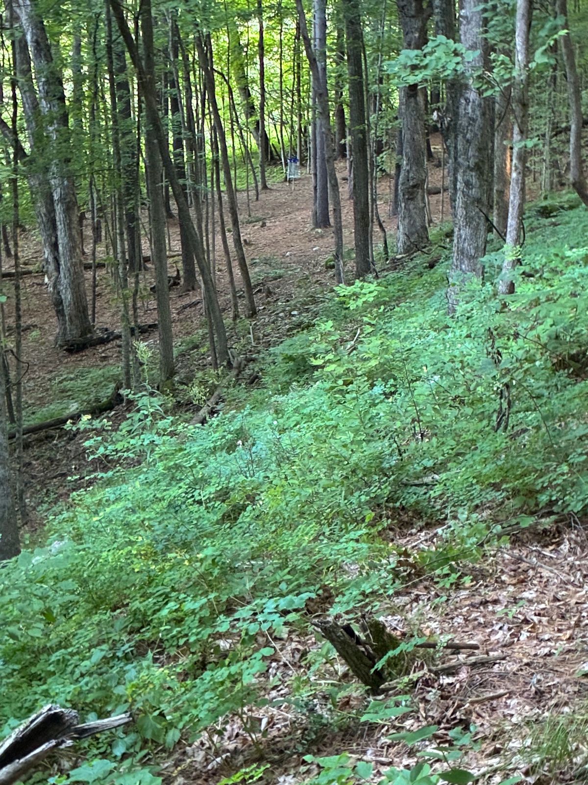 Hole 7